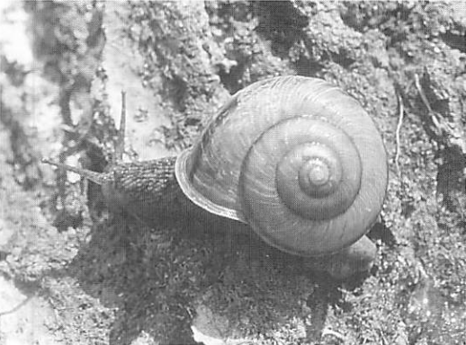 北本の動植物誌| 北本デジタルアーカイブズ