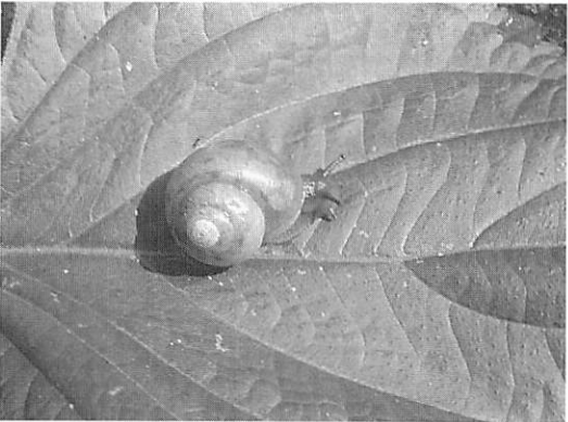 北本の動植物誌| 北本デジタルアーカイブズ