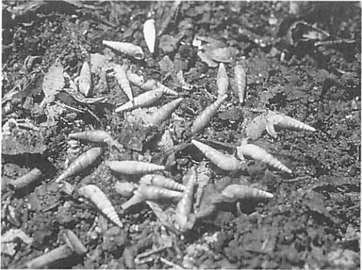 北本の動植物誌| 北本デジタルアーカイブズ