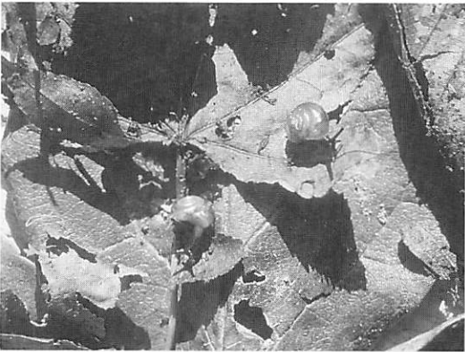 北本の動植物誌| 北本デジタルアーカイブズ