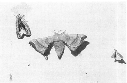 北本の動植物誌| 北本デジタルアーカイブズ