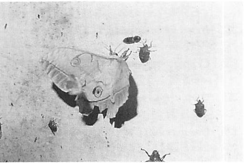 【カモノハシ太郎】 387106 mojo【カモノハシ】｜動物・恐竜フィギュアのZOOO!