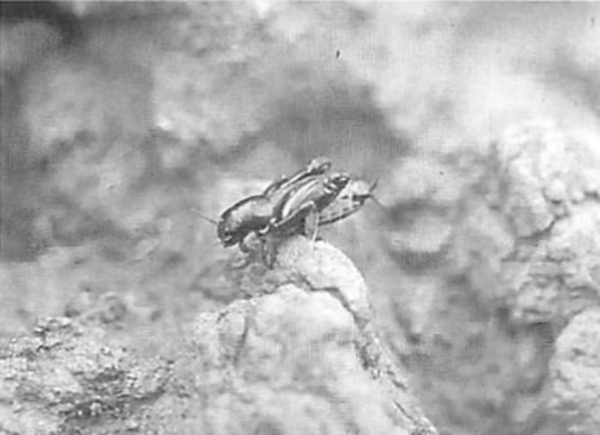 北本の動植物誌| 北本デジタルアーカイブズ